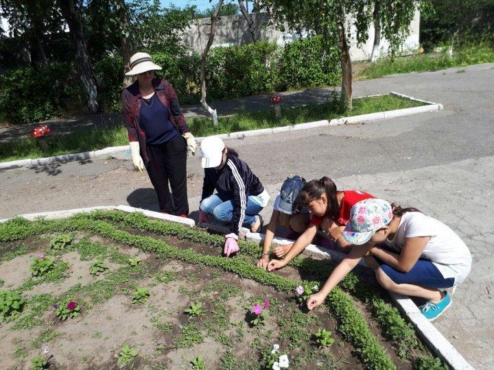 «№23 жалпы орта білім беретін мектеп» КММ ауласын көгалдандыру