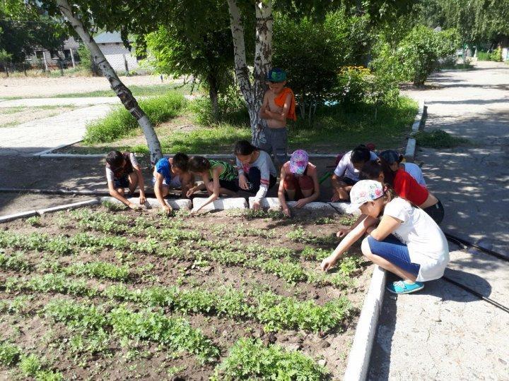 «№23 жалпы орта білім беретін мектеп» КММ ауласын көгалдандыру